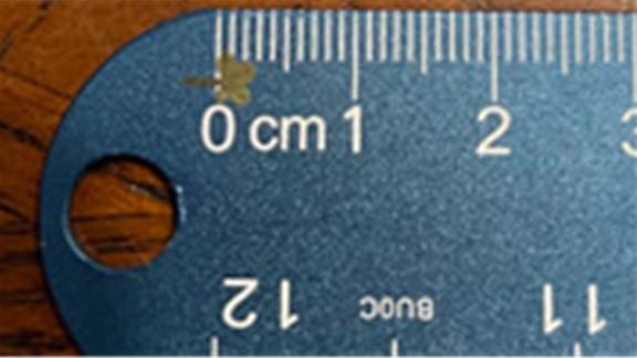 Smallest Four-Leaf Clover