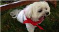 Most Dogs Wearing Red Bandanas At Once