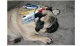 Most Writing Utensils Fit Inside A Pug\'s Collar