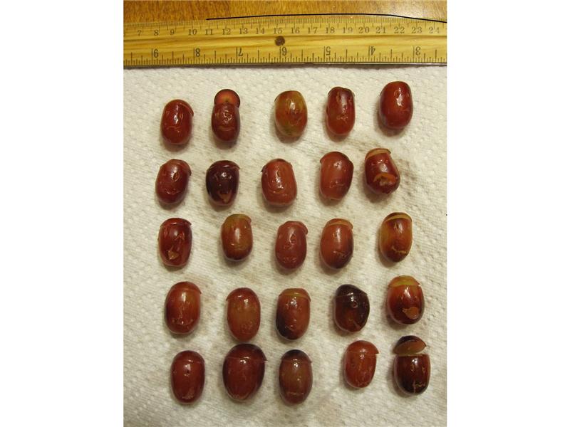 Largest Collection Of Jack-O-Lantern Grapes