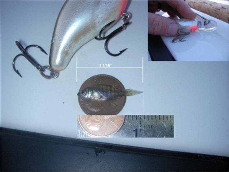 Smallest Fish Caught Using A Hook