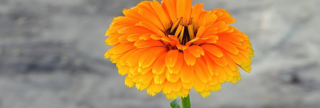 calendula.jpeg