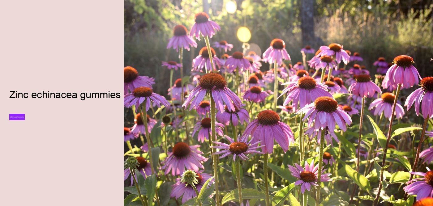 vitamin c echinacea gummy bears