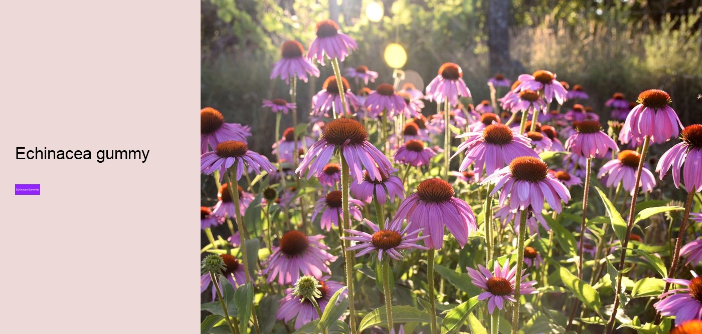 Is echinacea an anti inflammatory?