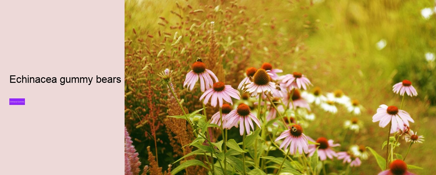 What are the pros and cons of echinacea?