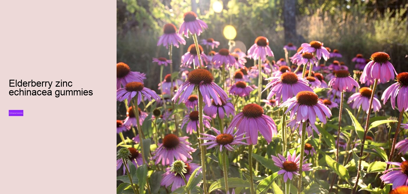 elderberry and echinacea gummies