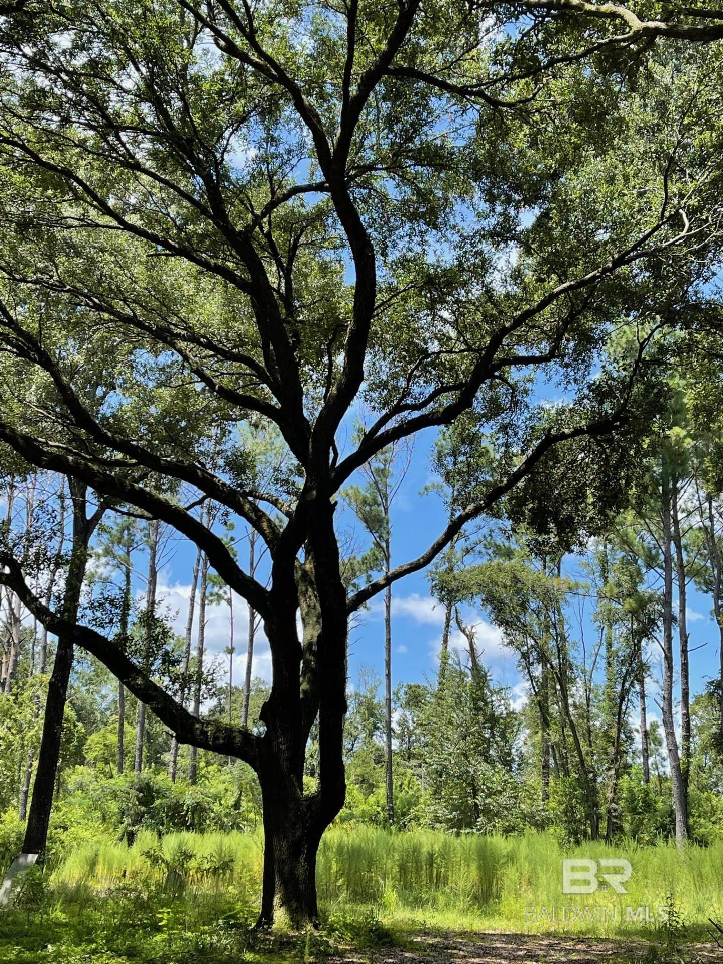 12293 Comalander Road Fairhope Alabama United States, for Sale, commercial,  , ValPointe Real Estate & Development