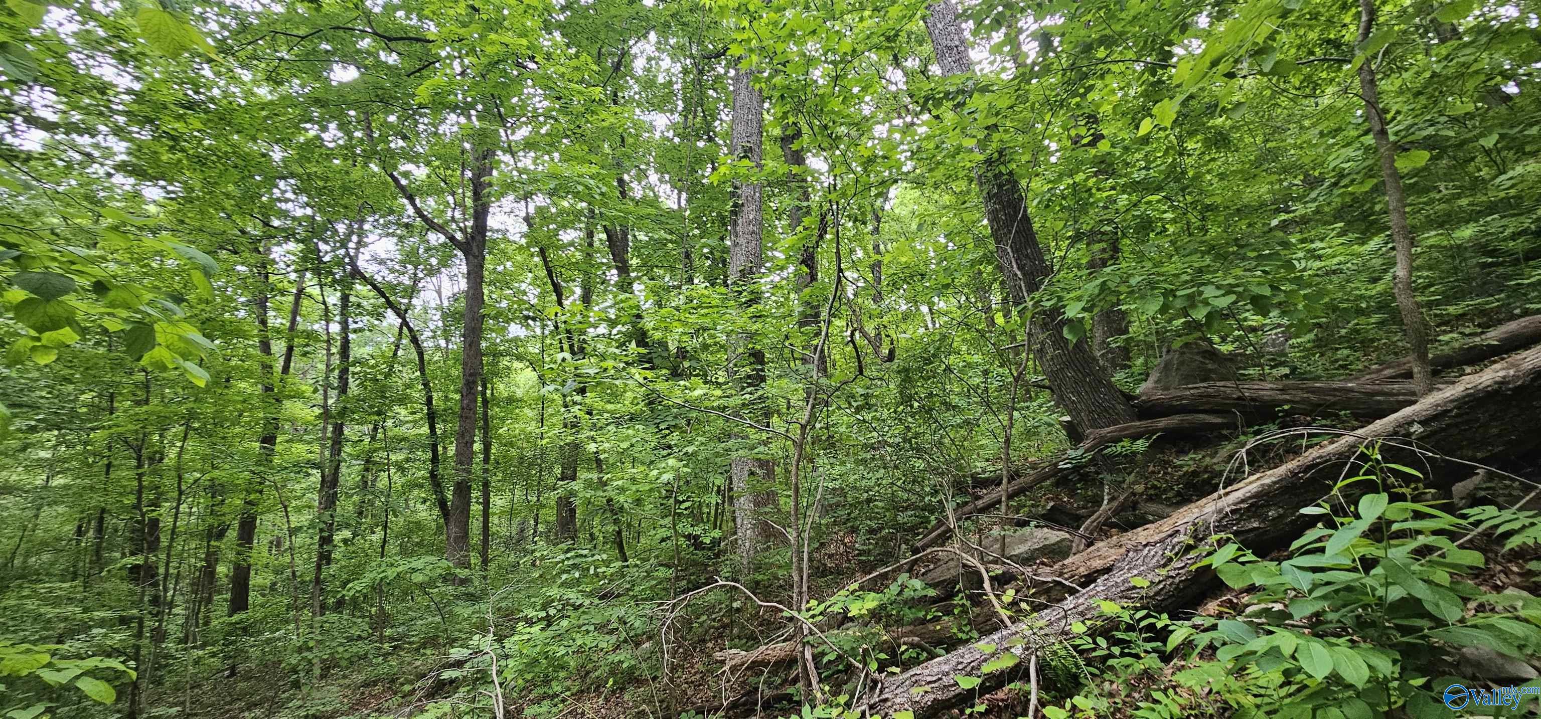 6+/- Acres County Road 250 Scottsboro Alabama United States, for Sale, commercial,  , Waterfront International Realty