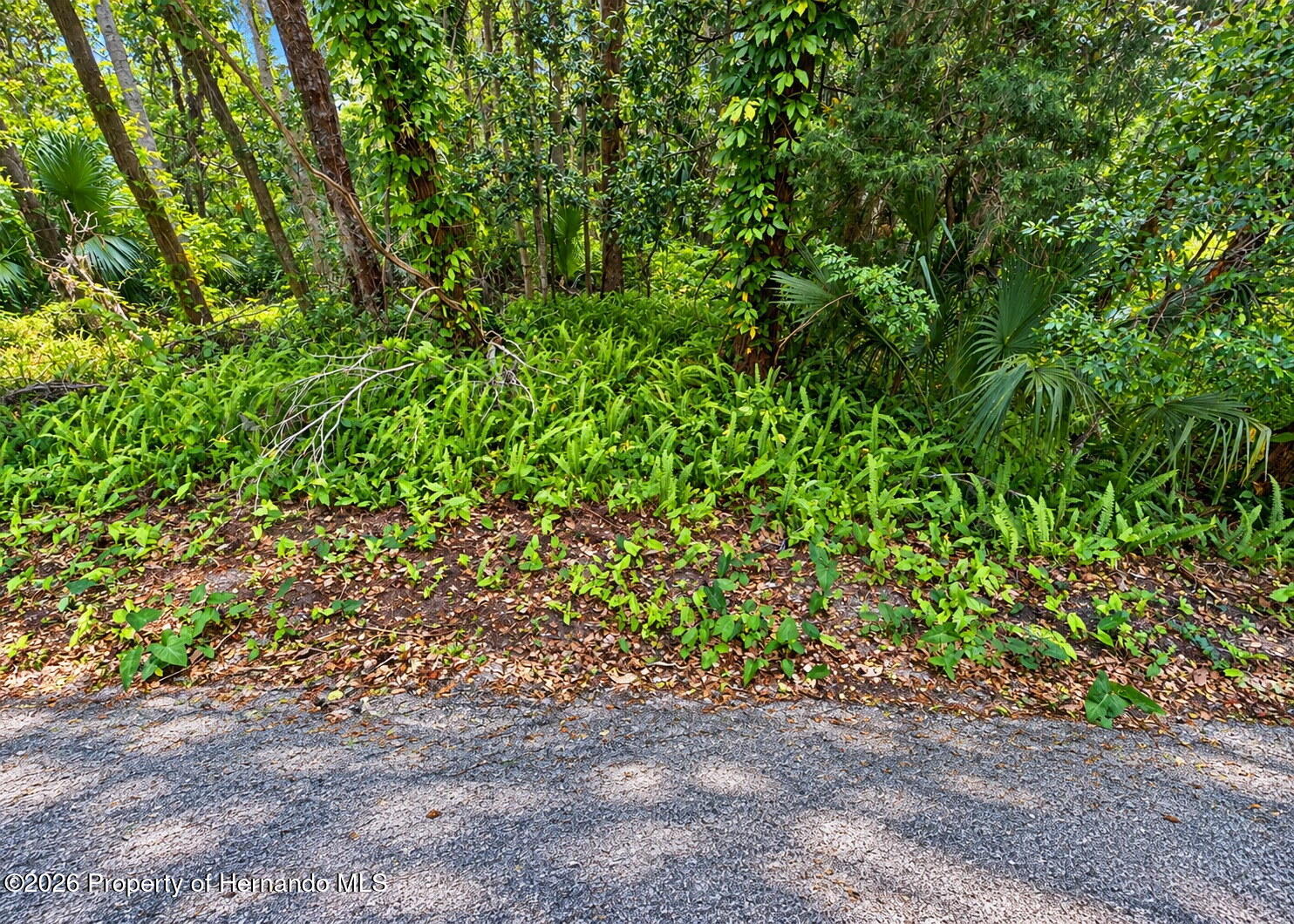 Olive Street Brooksville Florida United States, for Sale, commercial,  , Gold Star Realty Group Inc