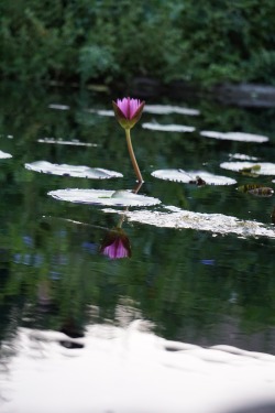 Jacksonville Zoo and Gardens