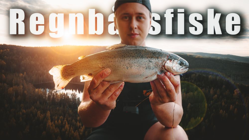 FISKE efter REGNBÅGE i liten tjärn - Premiärsfiske