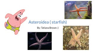 9 Cool Facts About Starfish