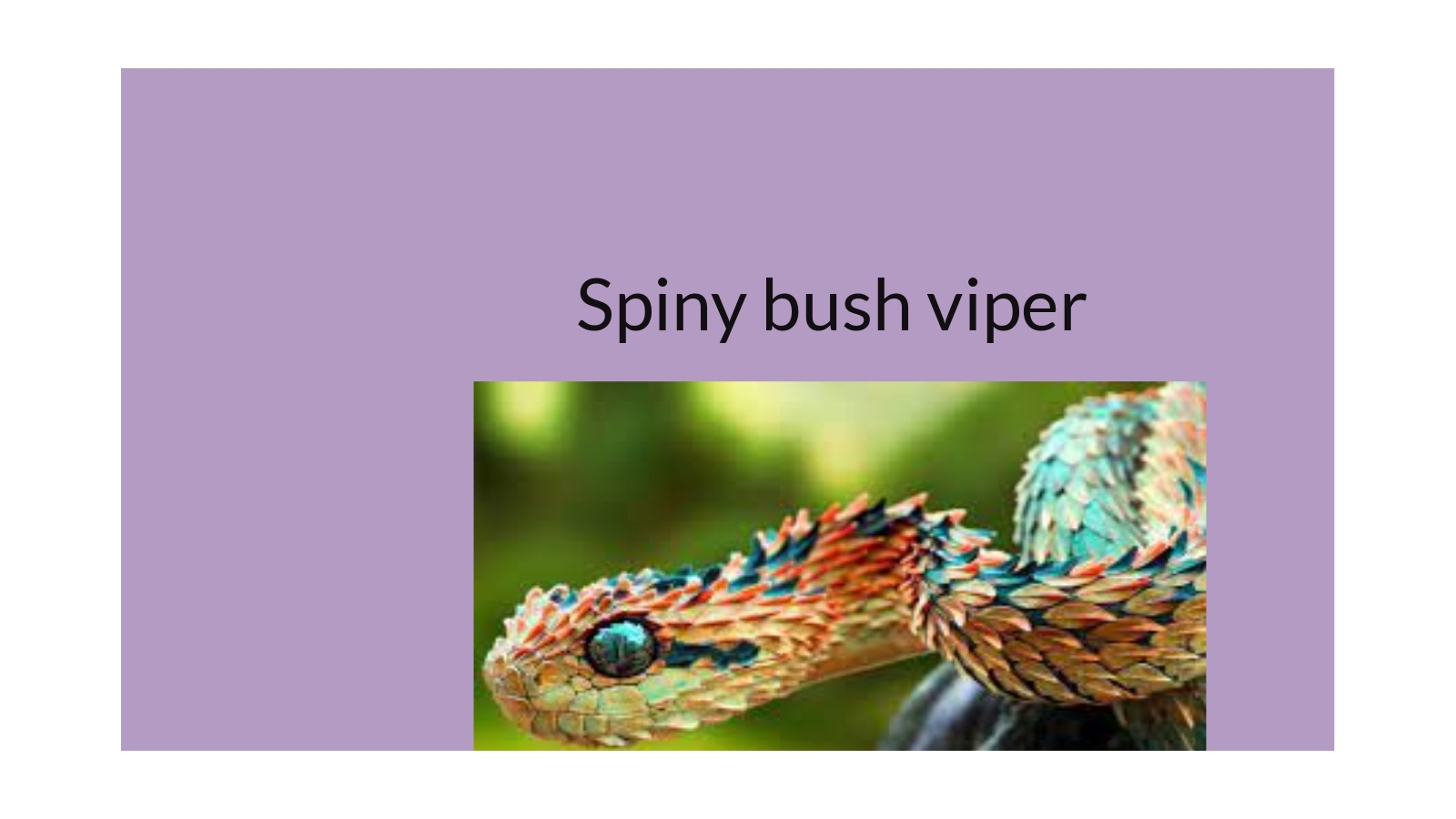 Bush Viper Animal Facts - A-Z Animals