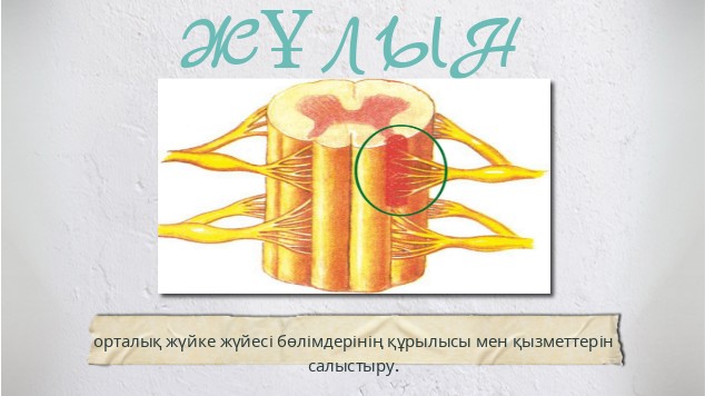 Траннилердің кончиттері