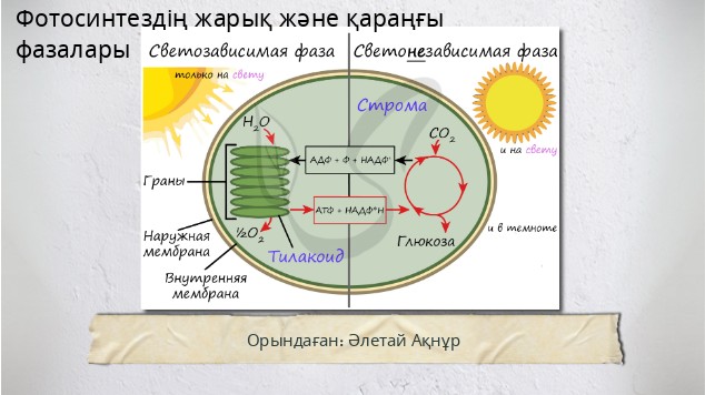 Есектердің кончиналарын қараңыз