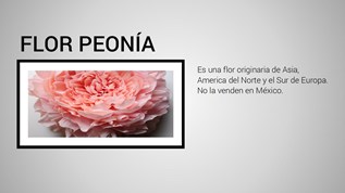 Flor Peonía by irvingfierro on emaze