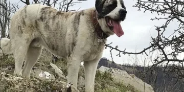 Garmin Fenix 8 en promotion sur i-run lien affilié sans partenariat avec Garmin montre Garmin Fenix 8 AMOLED Sapphire Titane 100 euros remboursés 100 euros remboursés COMMANDEZ SUR I-RUN MAINTENANT chien de protection randonneur
