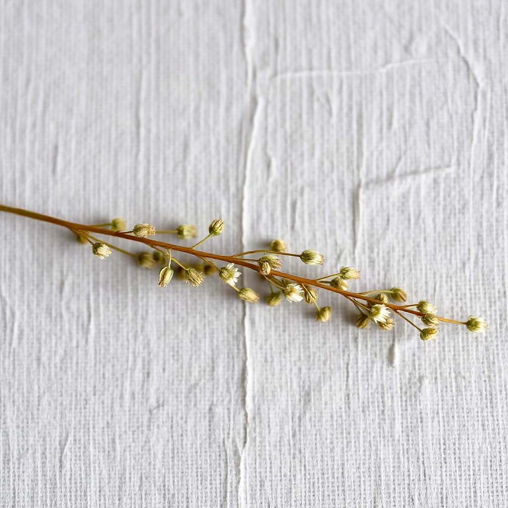 Dried eyebright herb, a traditional botanical extract