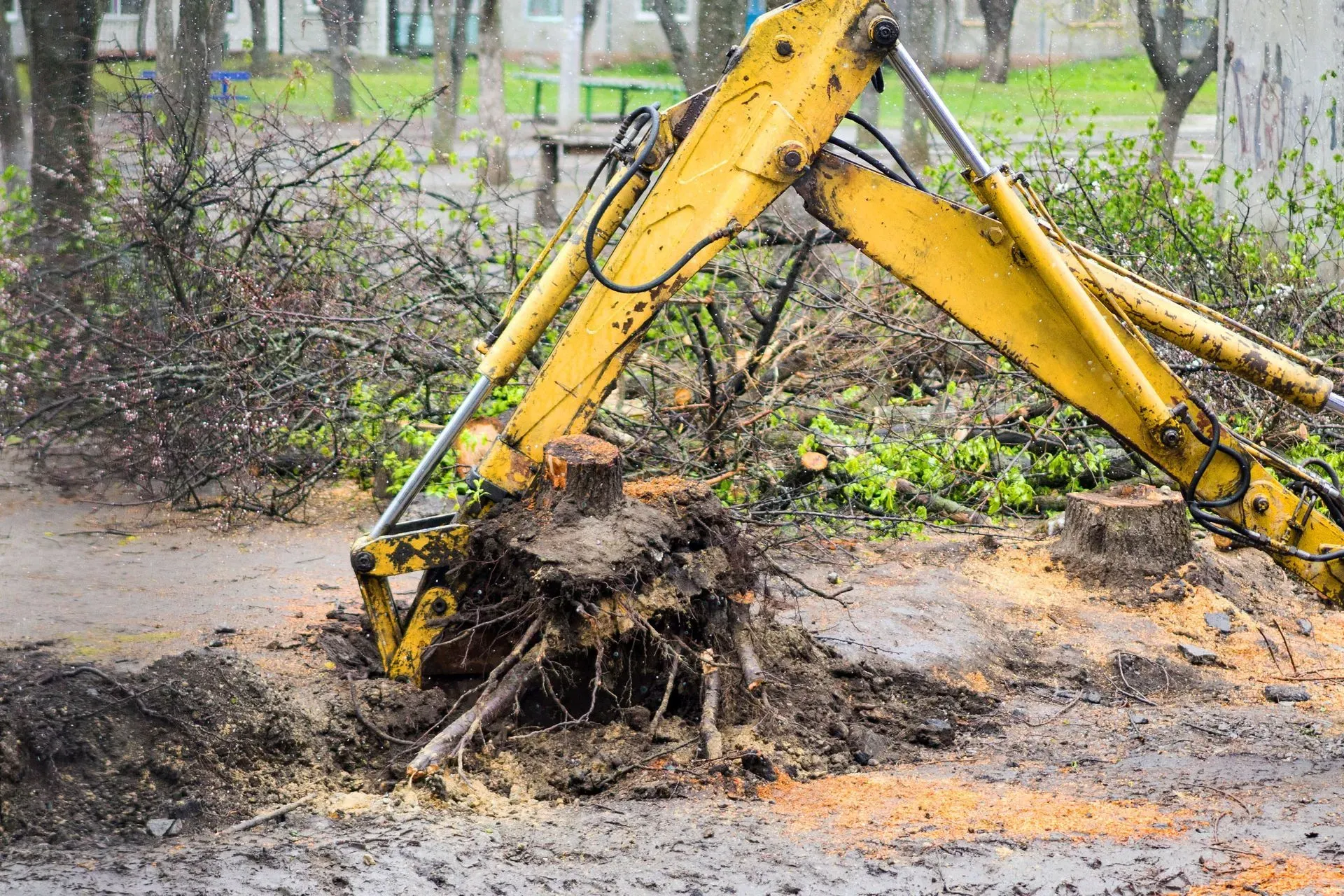 Tree Root Pruning Background