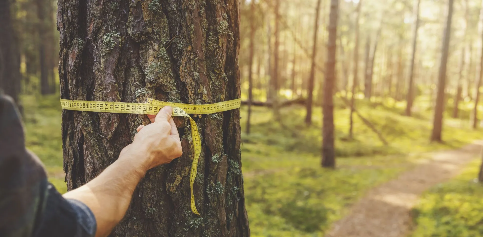 Aerial Tree Inspection