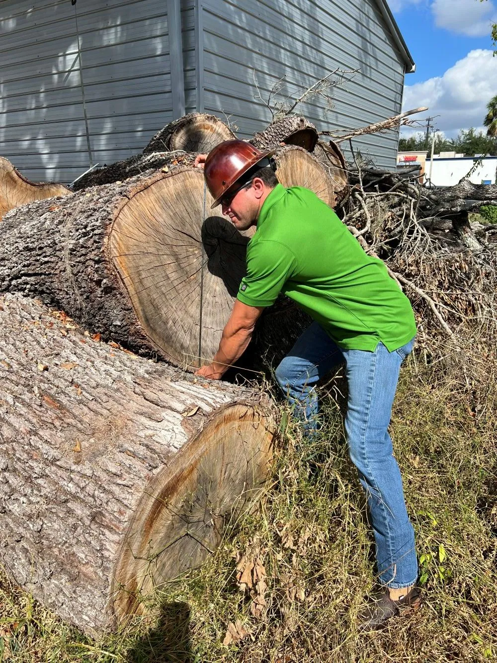 Tree service team working