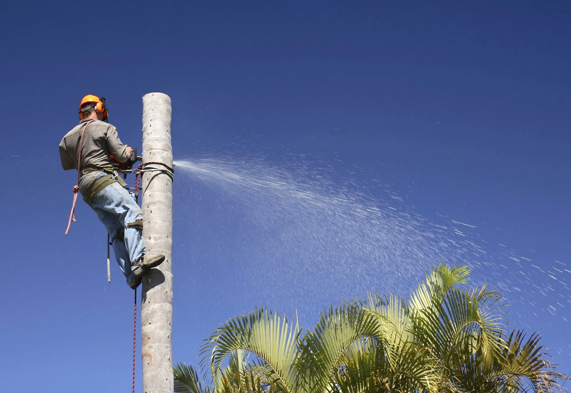 Arborist working on tree