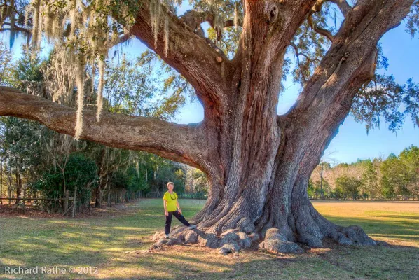 Large tree care