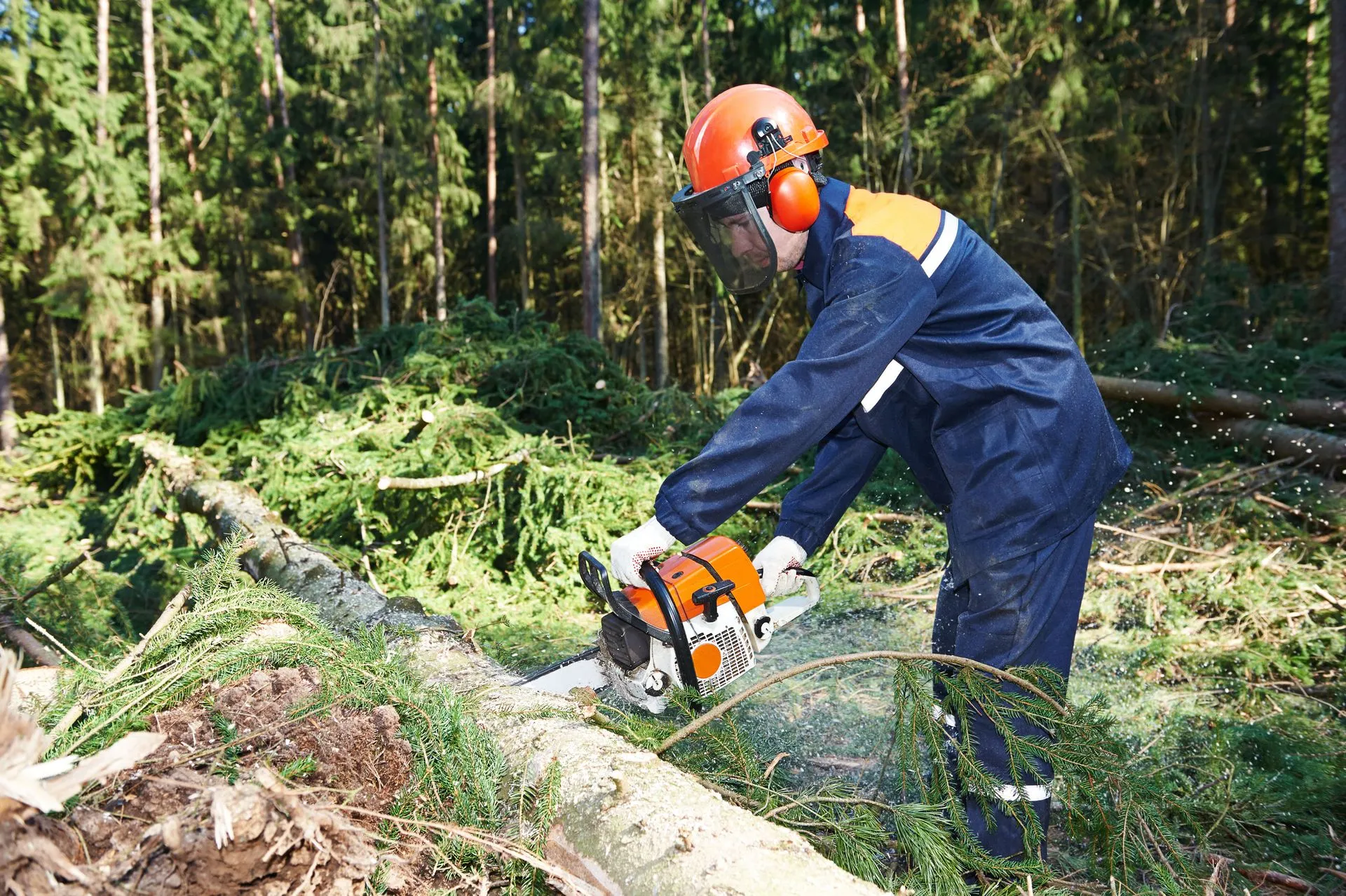 Arborist working
