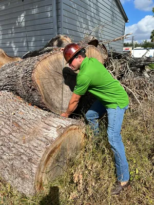 Large log removal