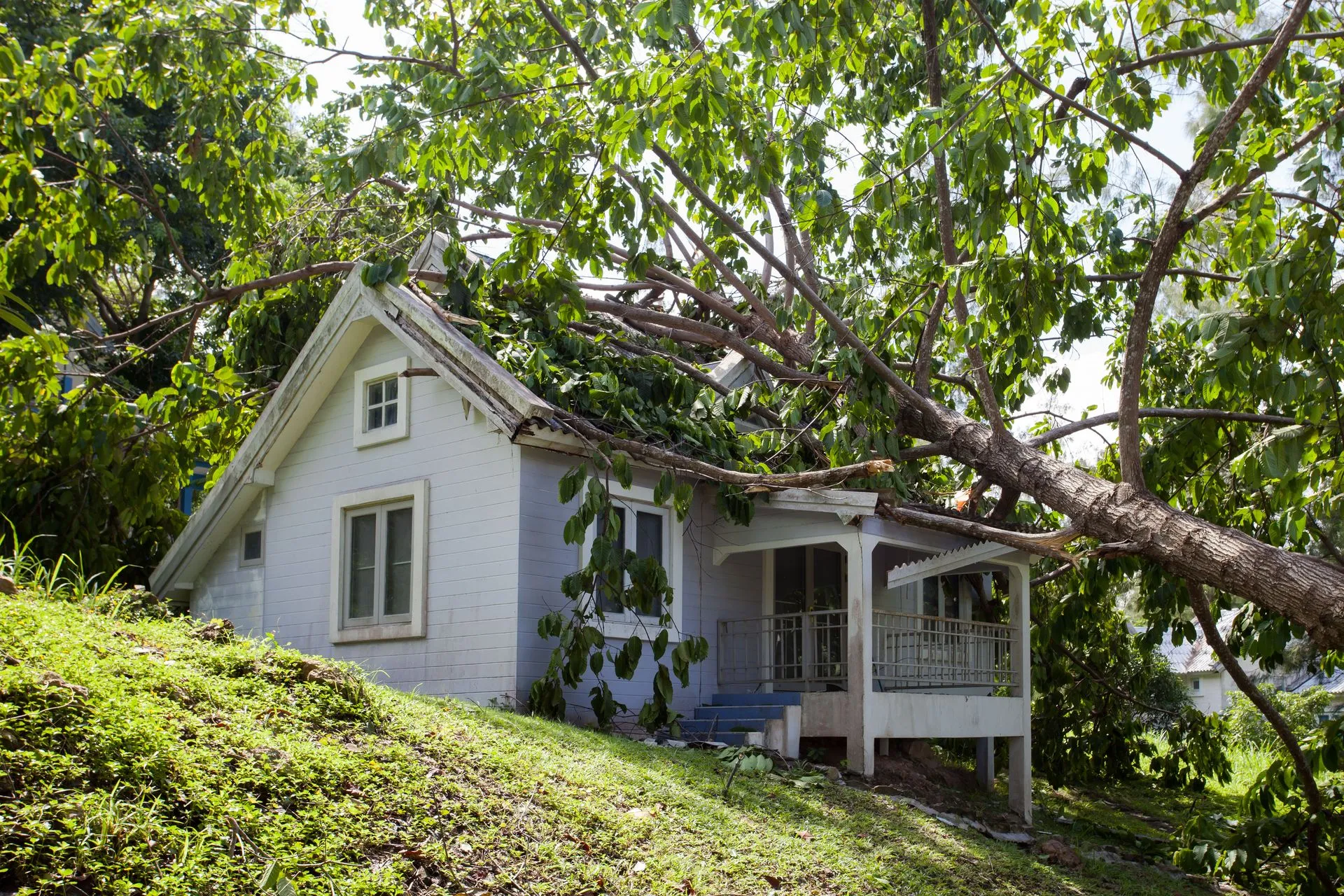 Tree Service Background