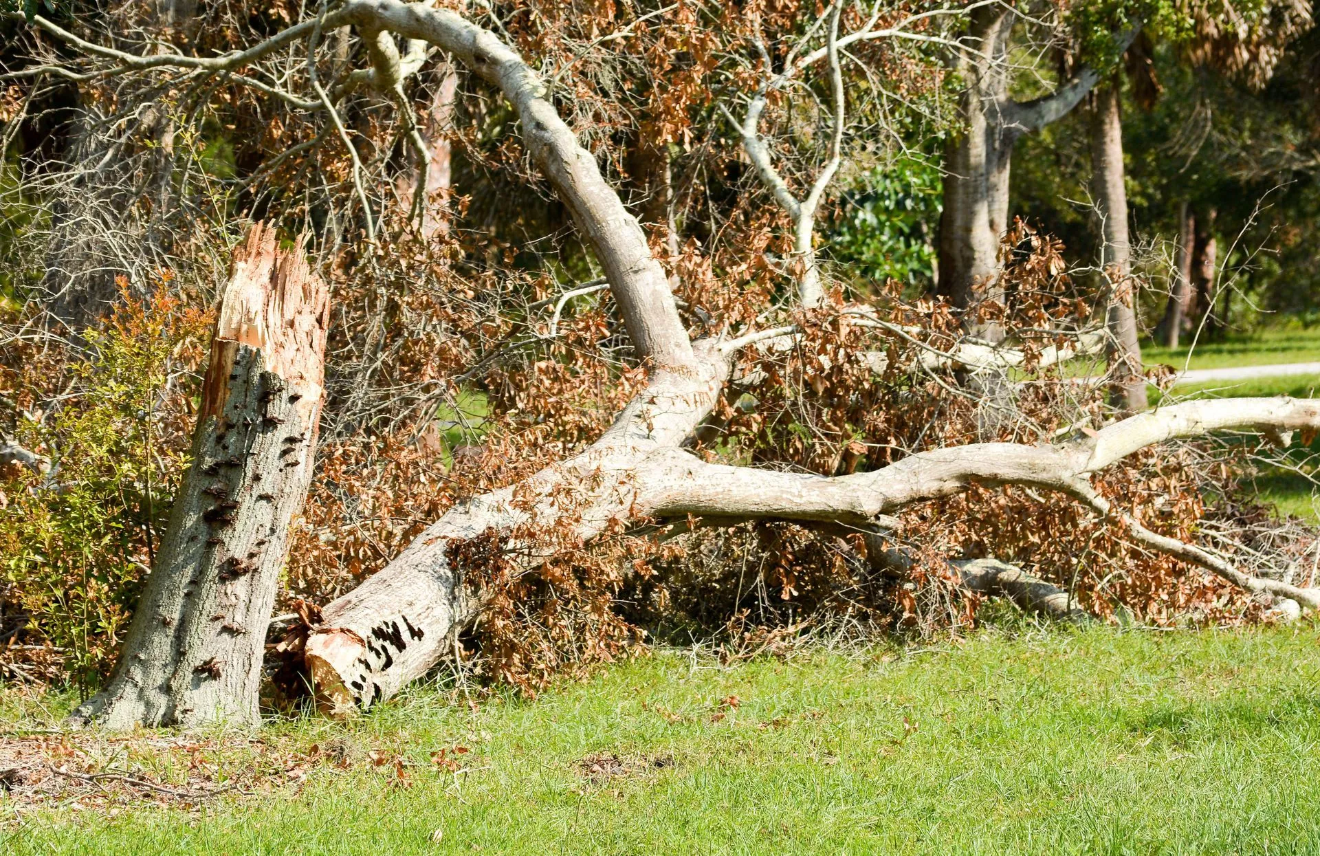 Tree Debris