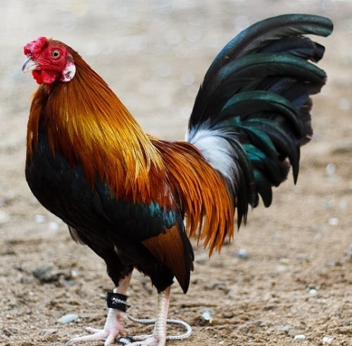 Hình 1. Ảnh được gán nhãn là 'Bird','Rooster',...