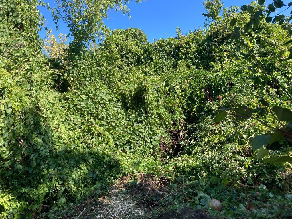 Telektisztítás kezdete