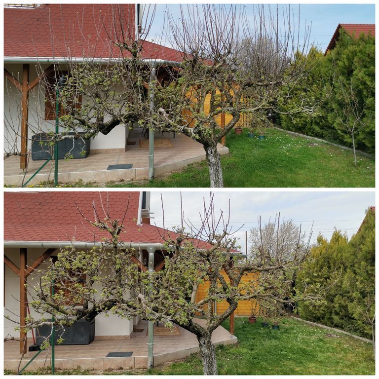 Gyümölcsfa metszés