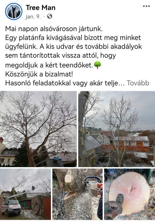 Platán kivágás