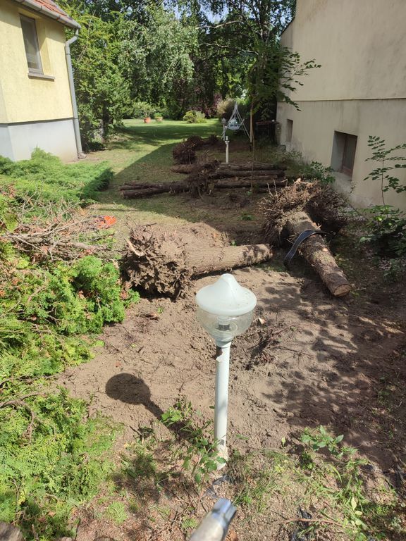 Tuja kivágás, gyökér kiszedéssel