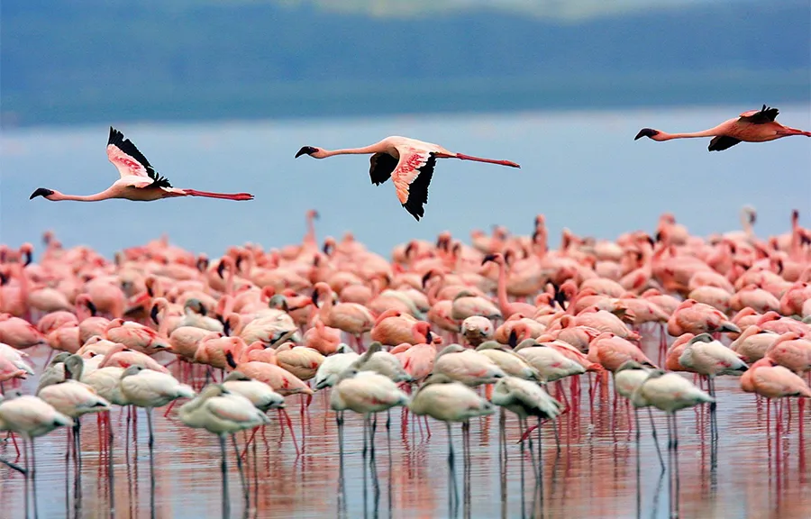 Flamingos Kenia