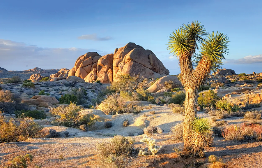 Joshua Tree NP