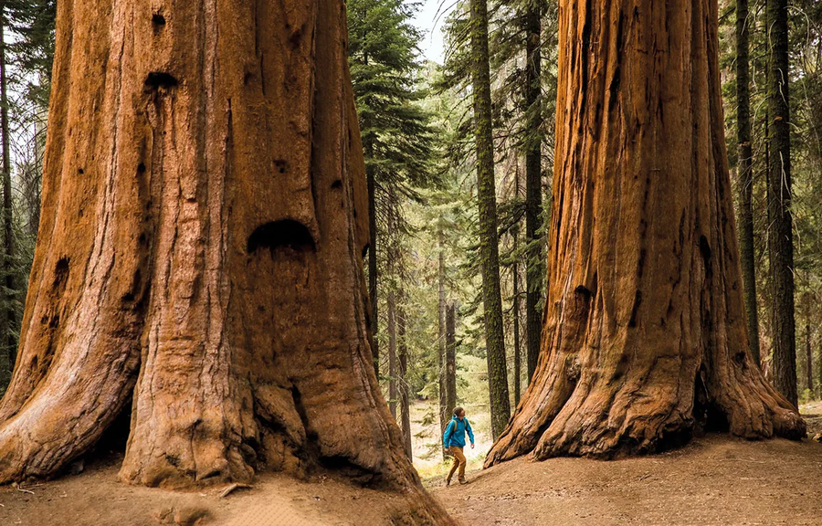 Sequoia National Park