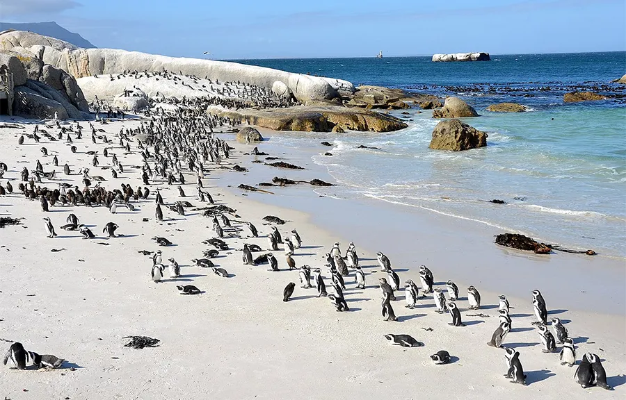 Pinguïns strand kaapstad