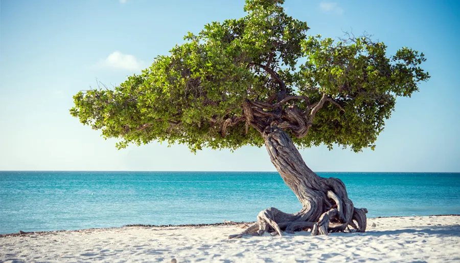 Divi Divi boom Aruba