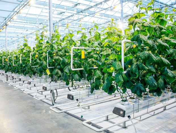 Greenhouse heating