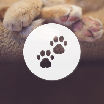 請即報名參加在Paws United Charity狗狗領養中心擔任義工，成為義工 Volunteer for Help and Deliver Your Care at Paws United Charity Dog Adoption Centre now