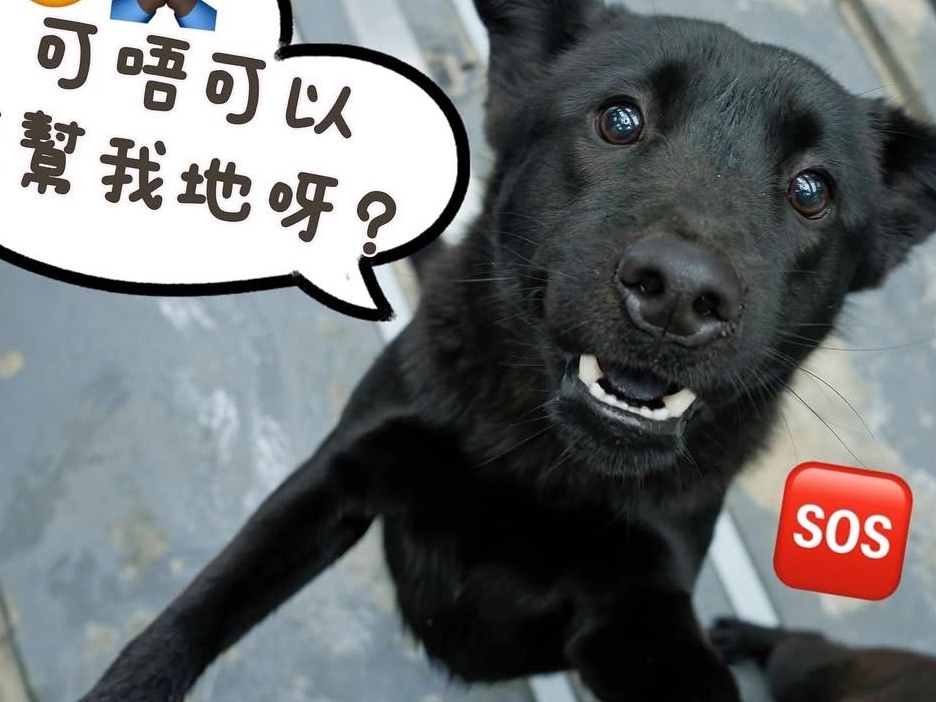 請即報名參加親親毛孩-動物義工，成為義工 Volunteer for  now