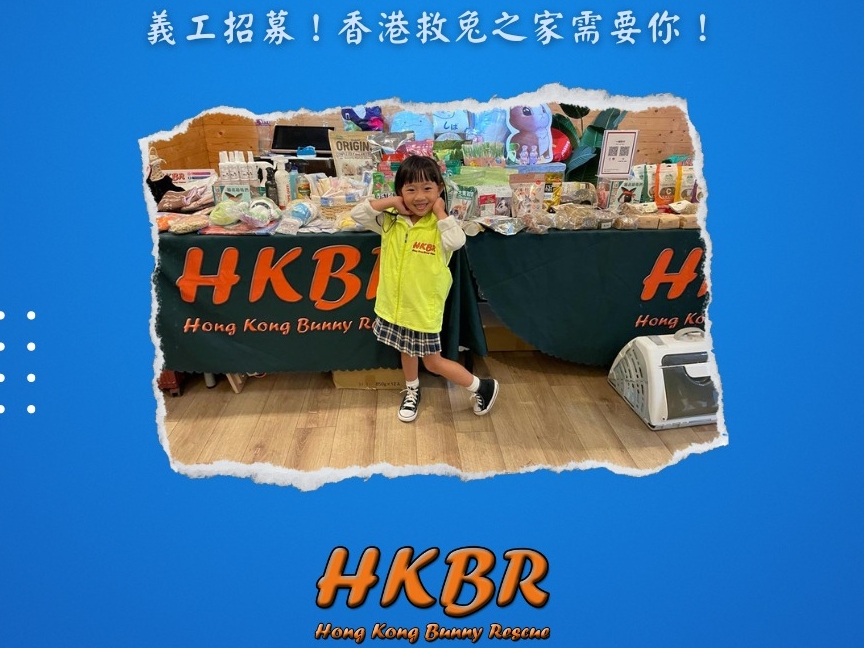 請即報名參加兔兔互動及領養日義工招募,成為義工 Volunteer for now