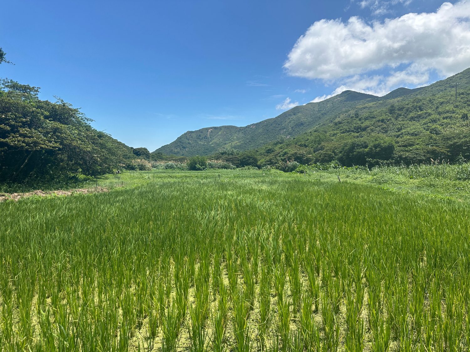 請即報名參加二澳野外清潔及蝴蝶導賞 義工招募 (10月24日),成為義工 Volunteer for now
