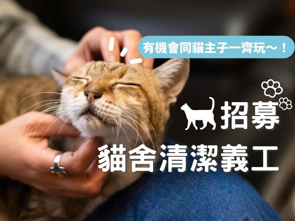 請即報名參加貓舍清潔2月,成為義工 Volunteer for now