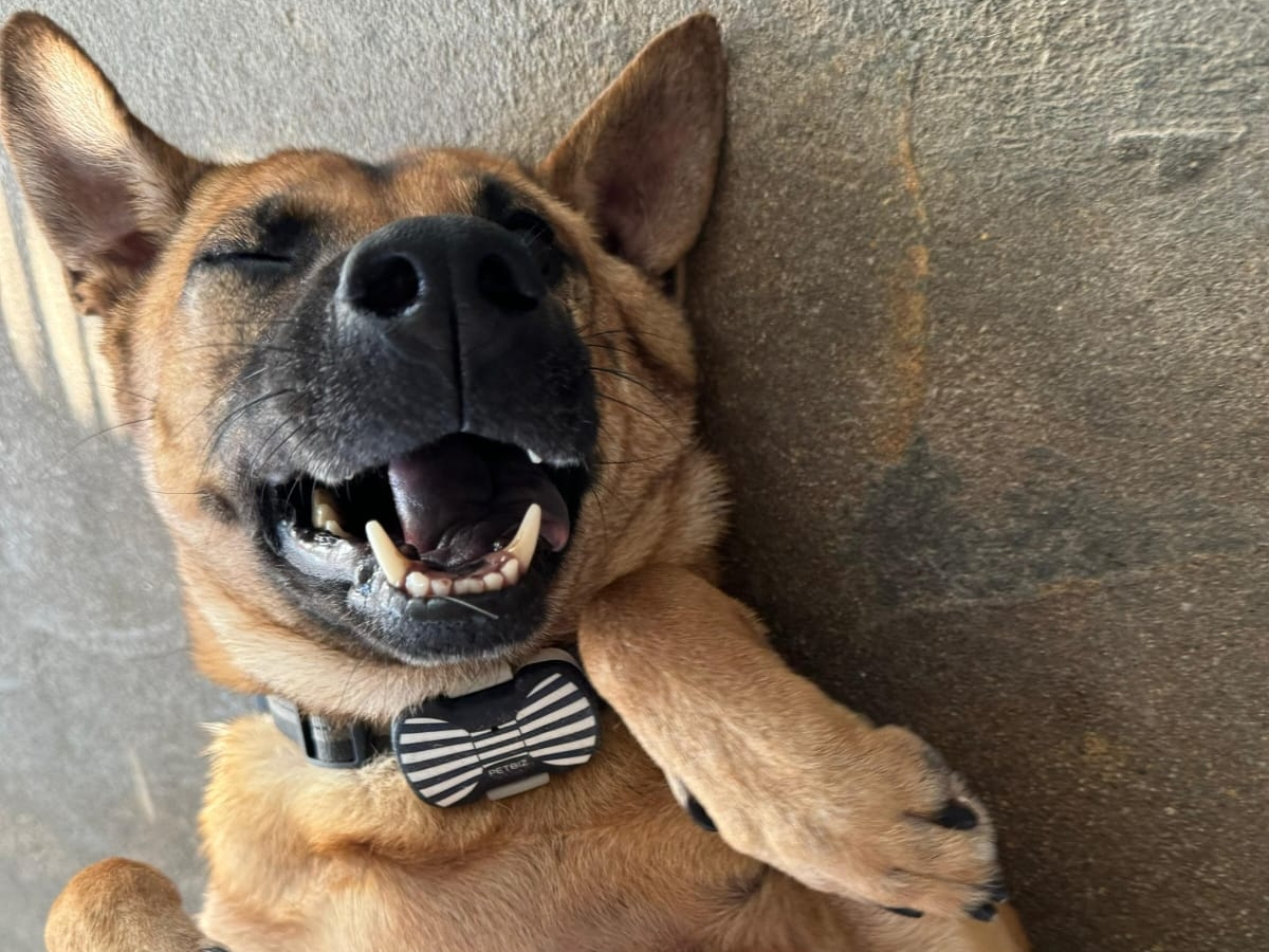 請即報名參加動物守護隊 - 義工訓練計劃,成為義工 Volunteer for now