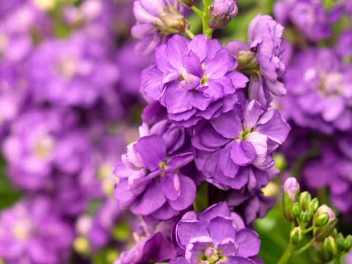 請即報名參加(靈實)「花語尋『香』— 細味城市特色」,成為義工 Volunteer for now