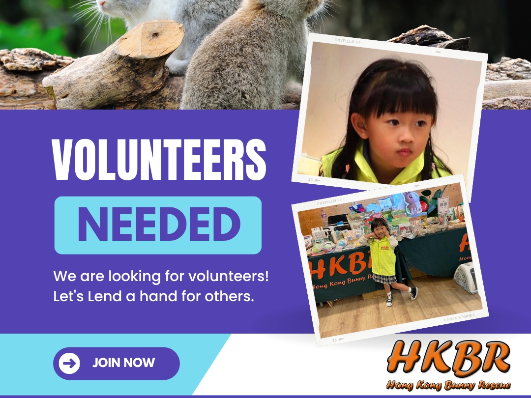 請即報名參加領養日義工(31/10-1/11/2025)，成為義工 Volunteer for  now